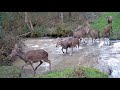 Hunting Deer Wild Boar Roe Deer And Foxes Best Of The Season