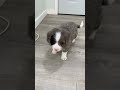 Mini Bernedoodle dogs for sale: Baxter - Video 1