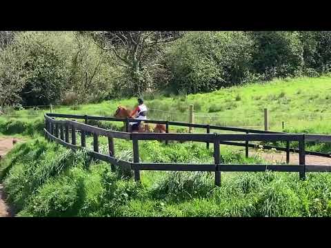 Horse - Image 2