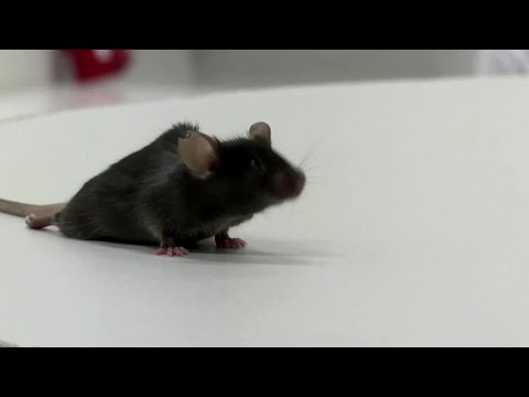 German scientists make paralyzed mice walk again