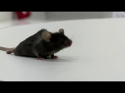 ドイツの科学者が麻痺したマウスを再び歩かせる (German scientists make paralyzed mice walk again)