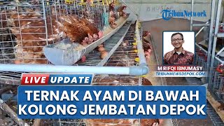 Kreatif! Jurnalis Depok Ubah Lahan Tidur Jadi Kandang Ayam Petelur, Wujudkan Ekonomi Mandiri