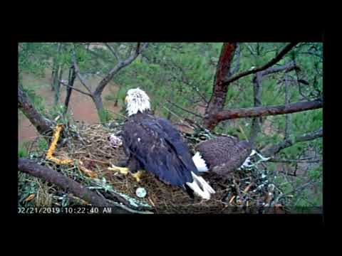 Berry College feeding of B12 and shift change 2 21 19 1016 a