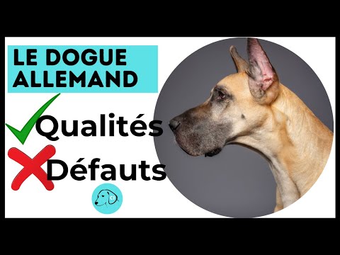 TOUT SAVOIR SUR LE CHIEN DOGUE ALLEMAND 👉 Caractère - Qualités - Défauts