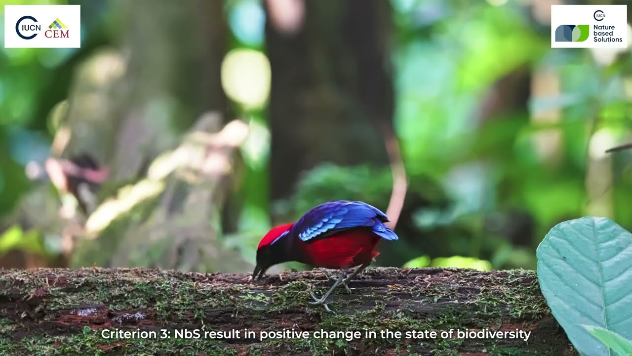 Nature based Solutions (Malay)
