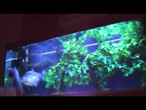 Piranha - 11.5" Purple Diamond Rhombeus - Playing With Magfloat.