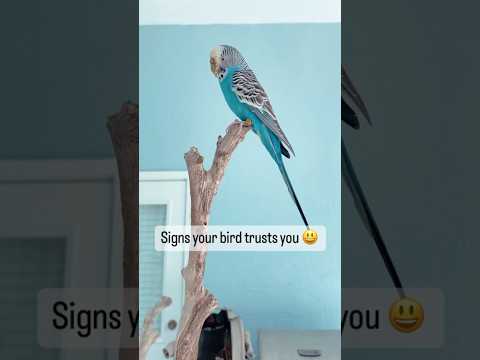 Signs your bird trusts you #parrots #birds #parrottraining #petparrot #petbird #birdtricks #shorts