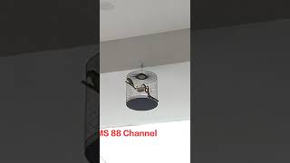 Download lagu serindit galak memanggil mp3