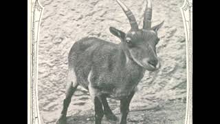 Operelly - crutch-pinback cover