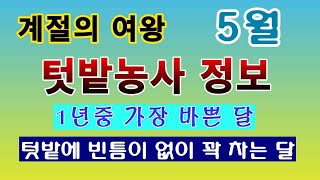 [텃밭농부. 1,021]  5월의 노지 텃밭농사 정보. 이것은 꼭 챙기자!