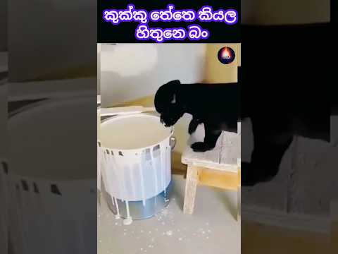 Hurry up and get me up | Funny Puppy