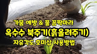 옥수수 북주기 흙올려주는작업 북주는 도구 자유각도 호미삽 사용방법