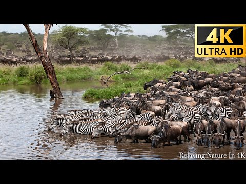 African Wildlife Great Migration from the Serengeti to the Maasai Mara, Kenya