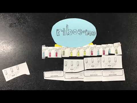 protein synthesis: londyn, yue, danny
