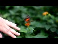I Almost Wish We Were Butterflies