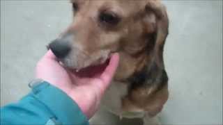 preview picture of video 'Beagles of King George Animal Control'