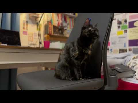 Darcy Transition #cat