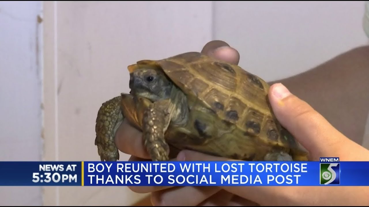 Boy Reunited with Lost Pet Tortoise Thanks to Nextdoor