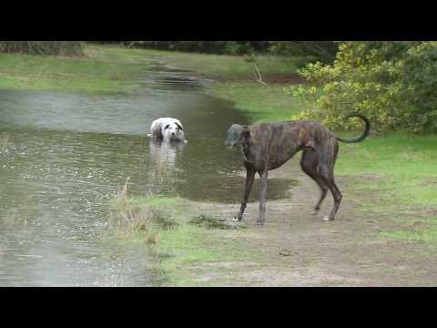 Greyhounds Play in the Rain