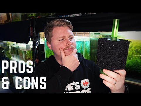 Pros and Cons of Sponge Filters - Are They Really the Best Aquarium Filters?