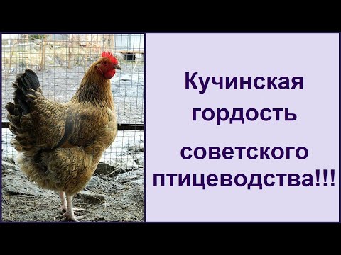 , title : 'Кучинская порода кур - юбилейная 🐔 мясояичная несушка  🐔 Характеристика породы кур'