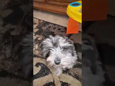 Miniatureschnauzerfrosty
