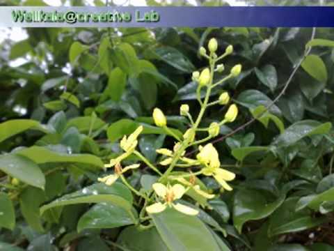Beautiful Srilankan Flowers - Captured & Edited By Lahiru Madusanka(W@creative Lab)