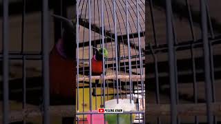 Download lagu KONIN ISIAN CILILIN ‼️ KOLIBRI NINJA NEMBAK mp3