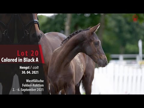 Fohlen-Auktion Lot 20 Colored in Black A Hengst v. Cadeau Noir - Weltjunge