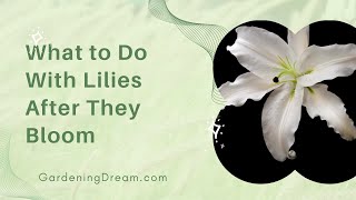 What to Do With Lilies After They Bloom