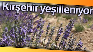 Bozkır Topraklar, Lavanta Bahçeleri ve Orman Varlığıyla Yeşeriyor