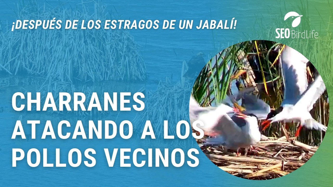 ¡ATAQUE ENTRE CHARRANES! · Reserva Ornitológica Riet Vell, Delta del Ebro
