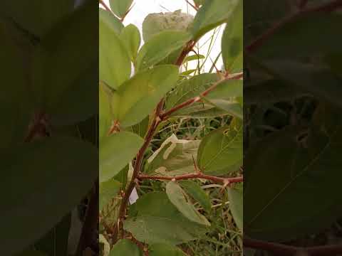 beautiful#naseeba bhi kya rang laya Kahan se Kahan milaya#