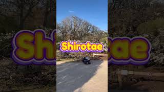 What’s Blooming in Paris Right Now 🌸 March 2026