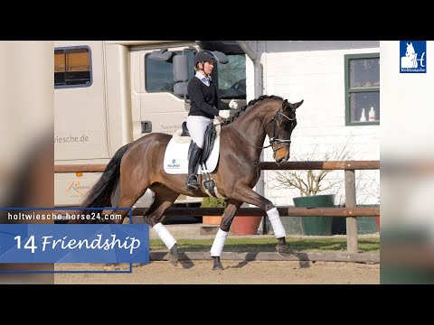 Trainingsvideo 1. Holtwiesche Online-Auktion Lot 14 Friendship Wallach v. Fashion Maker - Flovino