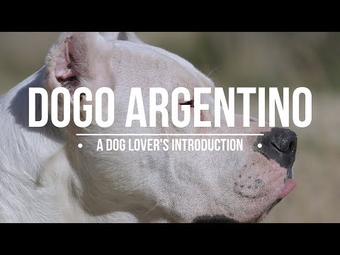 DOGO ARGENTINO A DOG LOVER'S INTRODUCTION