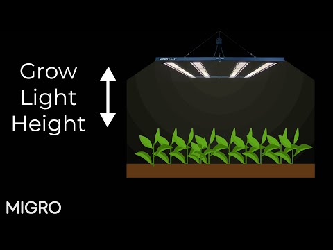 What is the best LED grow light hanging height?