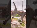Cats Being Cats Funny Catvideos Catshorts Cat