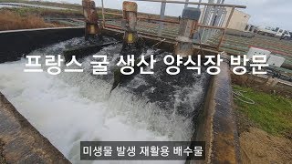 프랑스 굴 생산 양식장 방문