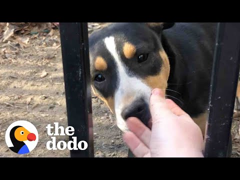 Growling Street Puppy Falls In Love With The Person She Didn’t Trust | The Dodo