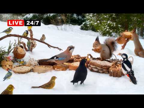 🔴24/7 LIVE CAT TV NO ADS😺 Countless Little Birds and their Squirrel Friends