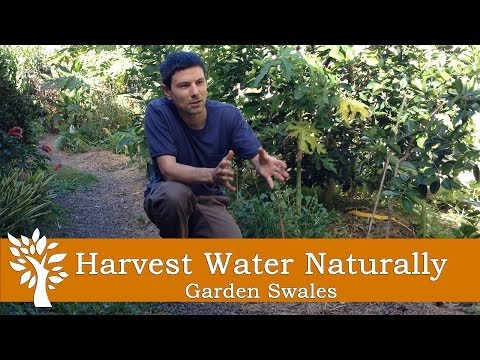 Rainwater Harvesting With Swales
