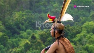 Download lagu Kisah Burung Enggang bagi Masyarakat Kalimantan mp3