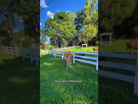 Chácara  venda em Campo Belo do Sul SC