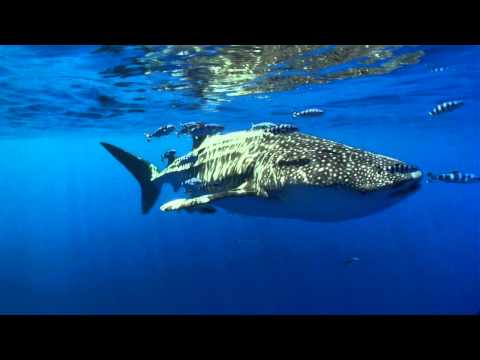 World ShootOut 2012 Video Clip Category - 2nd Place - Rafa Herrero Massieu from Spain