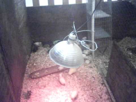 Safety With Heat Lamps