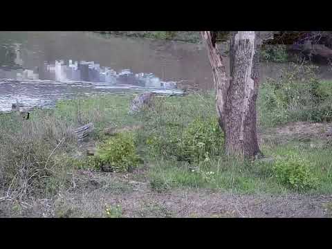 Djuma: Monitor Lizard swimming towards corner of the dam - 16:53 - 11/23/21