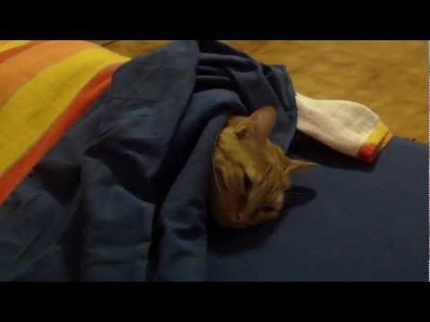 A cat sleeps under the covers of the bed like a human - SISSI THE RED CAT