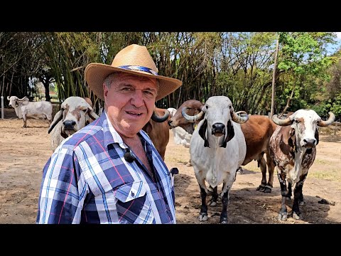 The 300-year-old farm became even more beautiful with these animals.