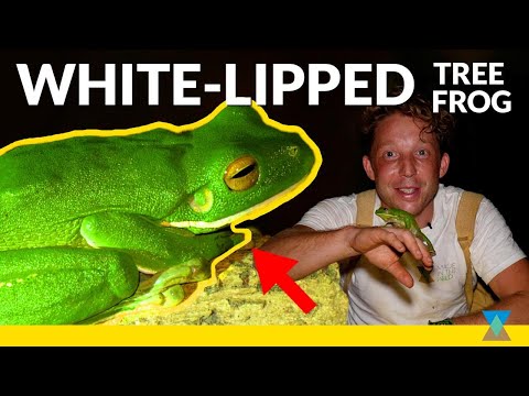 Der größte Laubfrosch der Welt – enthüllt!